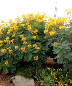 Yellow Bird of Paradise Live Plant – 4-8 Inch Starter Plant – 4 Inch Pot - Image 4