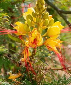 Yellow Bird of Paradise Live Plant – 4-8 Inch Starter Plant – 4 Inch Pot - Image 1