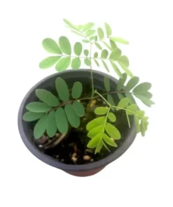 Yellow Bird of Paradise Live Plant – 4-8 Inch Starter Plant – 4 Inch Pot - Image 5