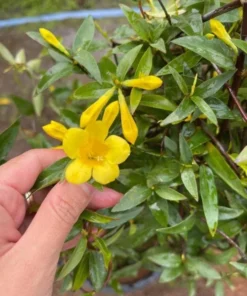 Yellow Carolina Jasmine Live Plant – Gelsemium Sempervirens Vine – 5-7 Inch Tall Starter Plant - Image 2
