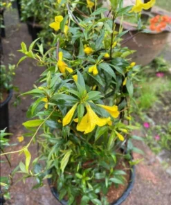 Yellow Carolina Jasmine Live Plant – Gelsemium Sempervirens Vine – 5-7 Inch Tall Starter Plant - Image 3