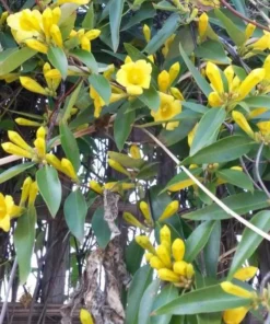 Yellow Carolina Jasmine Live Plant – Gelsemium Sempervirens Vine – 5-7 Inch Tall Starter Plant - Image 4