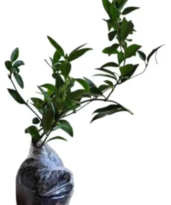 Yellow Carolina Jasmine Live Plant – Gelsemium Sempervirens Vine – 5-7 Inch Tall Starter Plant - Image 5