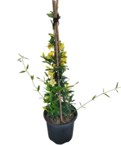 Yellow Carolina Jasmine Live Plant – Gelsemium Sempervirens Vine – 5-7 Inch Tall Starter Plant - Image 6