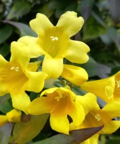 Yellow Carolina Jasmine Live Plant – Gelsemium Sempervirens Vine – 5-7 Inch Tall Starter Plant - Image 7