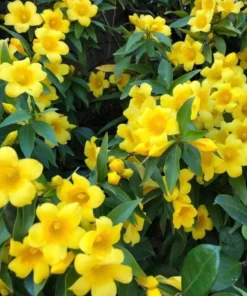 Yellow Carolina Jasmine Live Plant – Gelsemium Sempervirens Vine – 5-7 Inch Tall Starter Plant - Image 8