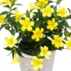 Yellow Carolina Jasmine Live Plant – Gelsemium Sempervirens Vine – 5-7 Inch Tall Starter Plant - Image 1