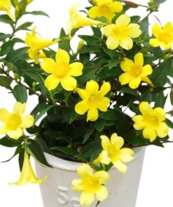 Yellow Carolina Jasmine Live Plant – Gelsemium Sempervirens Vine – 5-7 Inch Tall Starter Plant - Image 1
