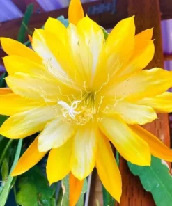 Yellow Epiphyllum Orchid Cactus Live Plants - Set of 2 Starter Plants in 4 inch Pots, 6-8 Inches Tall - Image 2
