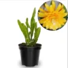 Yellow Epiphyllum Orchid Cactus Live Plants - Set of 2 Starter Plants in 4 inch Pots, 6-8 Inches Tall - Image 1