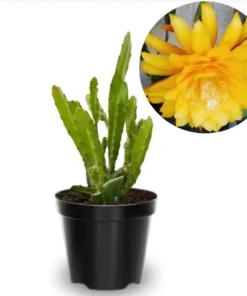 Yellow Epiphyllum Orchid Cactus Live Plants - Set of 2 Starter Plants in 4 inch Pots, 6-8 Inches Tall - Image 1