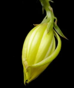 Yellow Epiphyllum Orchid Cactus Live Plants - Set of 2 Starter Plants in 4 inch Pots, 6-8 Inches Tall - Image 3