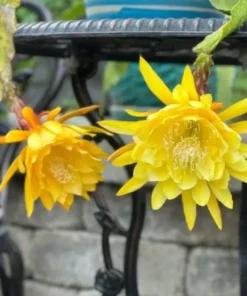 Yellow Epiphyllum Orchid Cactus Live Plants - Set of 2 Starter Plants in 4 inch Pots, 6-8 Inches Tall - Image 4
