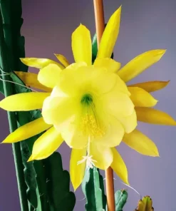 Yellow Epiphyllum Orchid Cactus Live Plants - Set of 2 Starter Plants in 4 inch Pots, 6-8 Inches Tall - Image 5