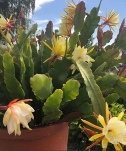 Yellow Epiphyllum Orchid Cactus Live Plants - Set of 2 Starter Plants in 4 inch Pots, 6-8 Inches Tall - Image 6