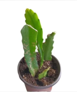 Yellow Epiphyllum Orchid Cactus Live Plants - Set of 2 Starter Plants in 4 inch Pots, 6-8 Inches Tall - Image 7
