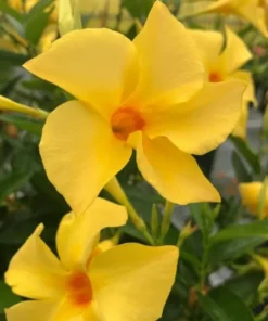 Yellow Mandevilla Vine Live Plant – Dipladenia Tropical Flowering Vine 5-9 Inch Tall - Image 2