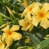 Yellow Mandevilla Vine Live Plant – Dipladenia Tropical Flowering Vine 5-9 Inch Tall - Image 1