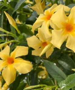 Yellow Mandevilla Vine Live Plant – Dipladenia Tropical Flowering Vine 5-9 Inch Tall - Image 1
