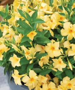 Yellow Mandevilla Vine Live Plant – Dipladenia Tropical Flowering Vine 5-9 Inch Tall - Image 3