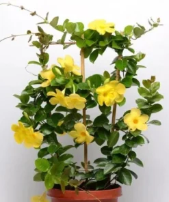 Yellow Mandevilla Vine Live Plant – Dipladenia Tropical Flowering Vine 5-9 Inch Tall - Image 4