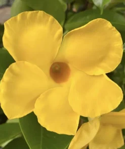 Yellow Mandevilla Vine Live Plant – Dipladenia Tropical Flowering Vine 5-9 Inch Tall - Image 5