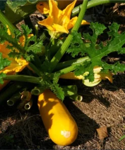 Yellow Squash Live Starter Plants - Set of 2 Zucchini Seedlings, 4-6 Inch Tall - Image 10