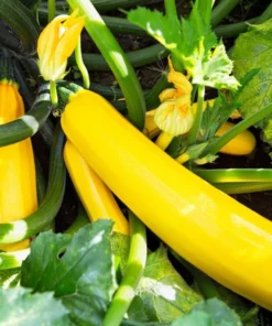 Yellow Squash Live Starter Plants - Set of 2 Zucchini Seedlings, 4-6 Inch Tall - Image 2