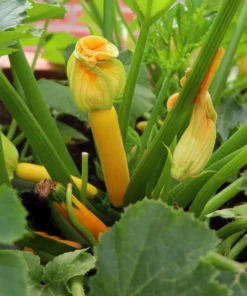 Yellow Squash Live Starter Plants - Set of 2 Zucchini Seedlings, 4-6 Inch Tall - Image 3