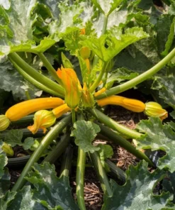 Yellow Squash Live Starter Plants - Set of 2 Zucchini Seedlings, 4-6 Inch Tall - Image 4