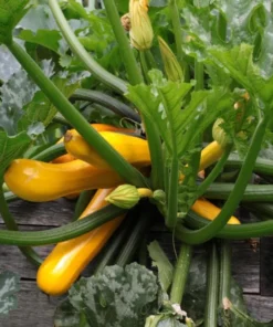 Yellow Squash Live Starter Plants - Set of 2 Zucchini Seedlings, 4-6 Inch Tall - Image 5