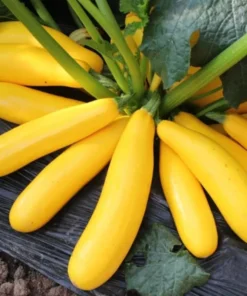 Yellow Squash Live Starter Plants - Set of 2 Zucchini Seedlings, 4-6 Inch Tall - Image 6