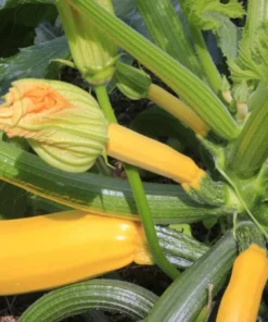 Yellow Squash Live Starter Plants - Set of 2 Zucchini Seedlings, 4-6 Inch Tall - Image 7