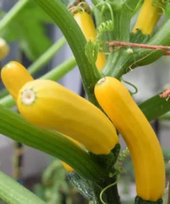 Yellow Squash Live Starter Plants - Set of 2 Zucchini Seedlings, 4-6 Inch Tall - Image 9