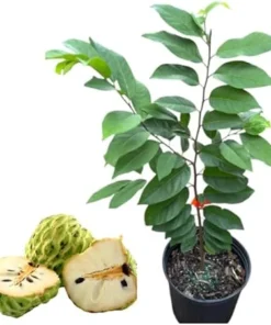 Yellow Sugar Apple Tree Live Plant – 2-3 Feet Tall, 3 Gallon Pot - Image 2