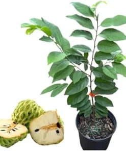 Yellow Sugar Apple Tree Live Plant – 2-3 Feet Tall, 3 Gallon Pot - Image 3