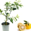 Yuzu Mandarin Tree Live Plant – 2-3 ft Tall Citrus Fruit Tree in 3 Gallon Pot - Image 1