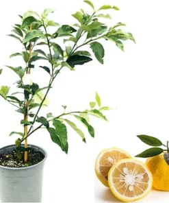Yuzu Mandarin Tree Live Plant – 2-3 ft Tall Citrus Fruit Tree in 3 Gallon Pot - Image 1