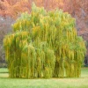 1 Weeping Willow Bare Root, Weeping Willow Tree Green, Salix Babylonica Bare Root Screening Tree, 10 to 20 Inch Tall, Ship No Pot 1 Weeping Willow Bare Root, Weeping Willow Tree Green, Salix Babylonica Bare Root Screening Tree, 10 to 20 Inch Tall, Ship No Pot - Image 1