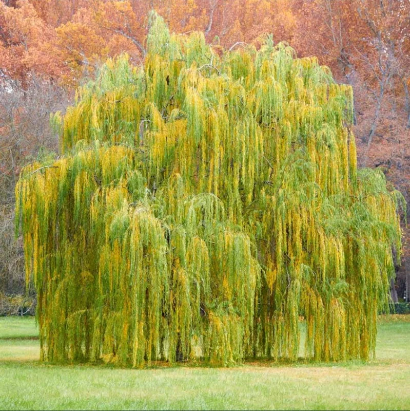 1 Weeping Willow Bare Root, Weeping Willow Tree Green, Salix Babylonica Bare Root Screening Tree, 10 to 20 Inch Tall, Ship No Pot 1 Weeping Willow Bare Root, Weeping Willow Tree Green, Salix Babylonica Bare Root Screening Tree, 10 to 20 Inch Tall, Ship No Pot - Image 1