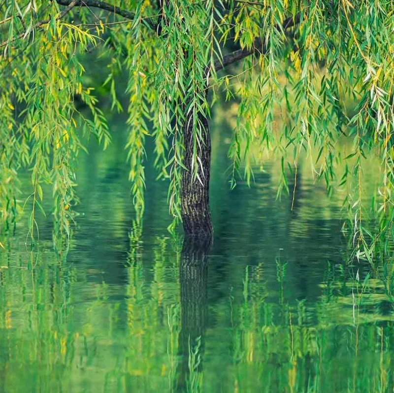 1 Weeping Willow Bare Root, Weeping Willow Tree Green, Salix Babylonica Bare Root Screening Tree, 10 to 20 Inch Tall, Ship No Pot 1 Weeping Willow Bare Root, Weeping Willow Tree Green, Salix Babylonica Bare Root Screening Tree, 10 to 20 Inch Tall, Ship No Pot - Image 10