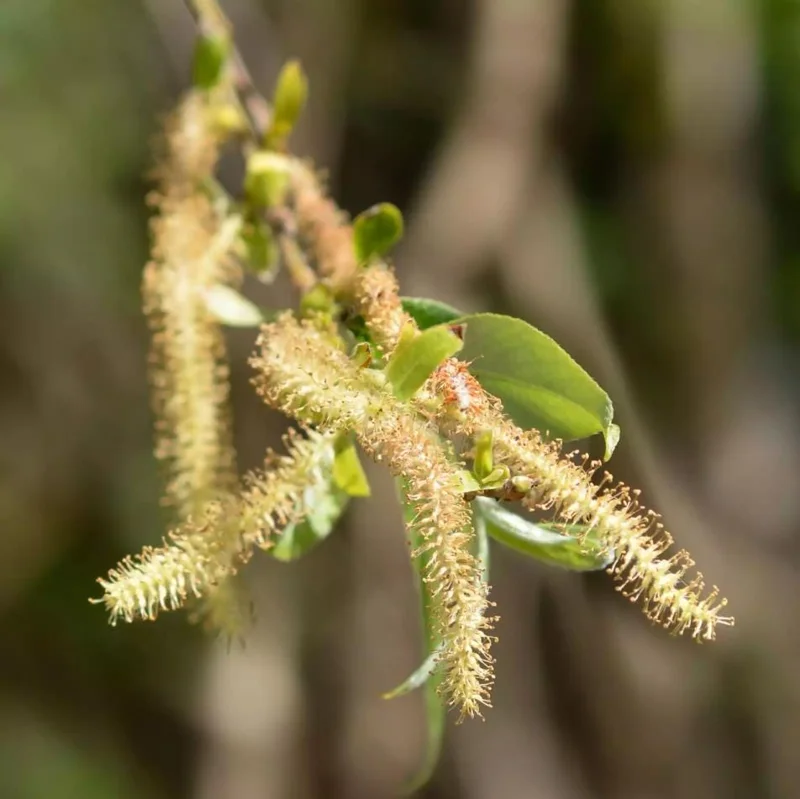 1 Weeping Willow Bare Root, Weeping Willow Tree Green, Salix Babylonica Bare Root Screening Tree, 10 to 20 Inch Tall, Ship No Pot 1 Weeping Willow Bare Root, Weeping Willow Tree Green, Salix Babylonica Bare Root Screening Tree, 10 to 20 Inch Tall, Ship No Pot - Image 2