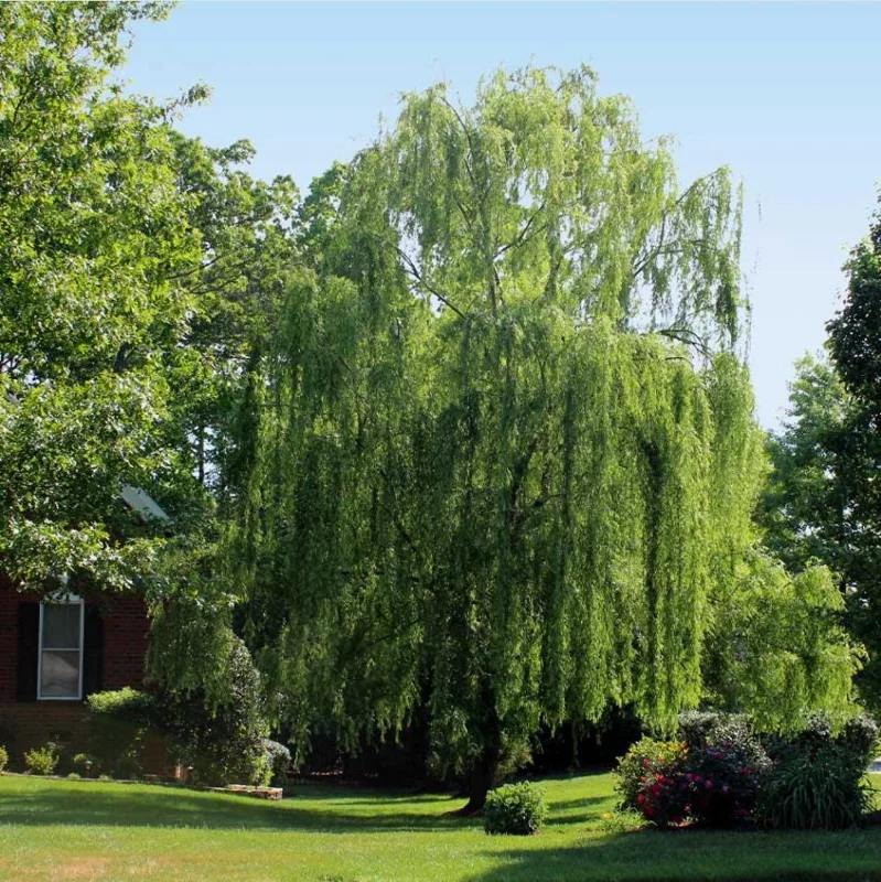 1 Weeping Willow Bare Root, Weeping Willow Tree Green, Salix Babylonica Bare Root Screening Tree, 10 to 20 Inch Tall, Ship No Pot 1 Weeping Willow Bare Root, Weeping Willow Tree Green, Salix Babylonica Bare Root Screening Tree, 10 to 20 Inch Tall, Ship No Pot - Image 4