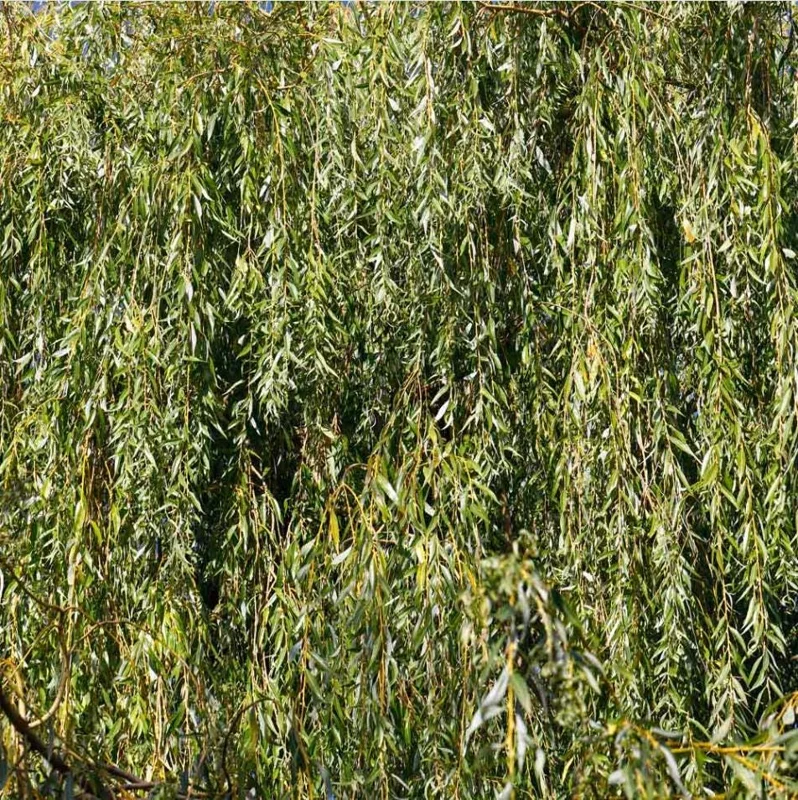 1 Weeping Willow Bare Root, Weeping Willow Tree Green, Salix Babylonica Bare Root Screening Tree, 10 to 20 Inch Tall, Ship No Pot 1 Weeping Willow Bare Root, Weeping Willow Tree Green, Salix Babylonica Bare Root Screening Tree, 10 to 20 Inch Tall, Ship No Pot - Image 5