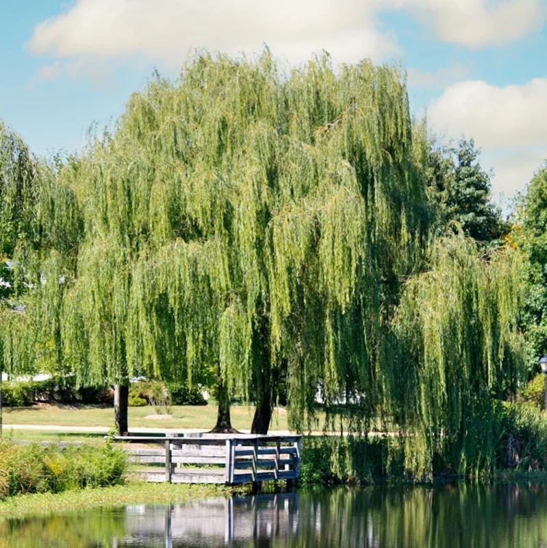 1 Weeping Willow Bare Root, Weeping Willow Tree Green, Salix Babylonica Bare Root Screening Tree, 10 to 20 Inch Tall, Ship No Pot 1 Weeping Willow Bare Root, Weeping Willow Tree Green, Salix Babylonica Bare Root Screening Tree, 10 to 20 Inch Tall, Ship No Pot - Image 6