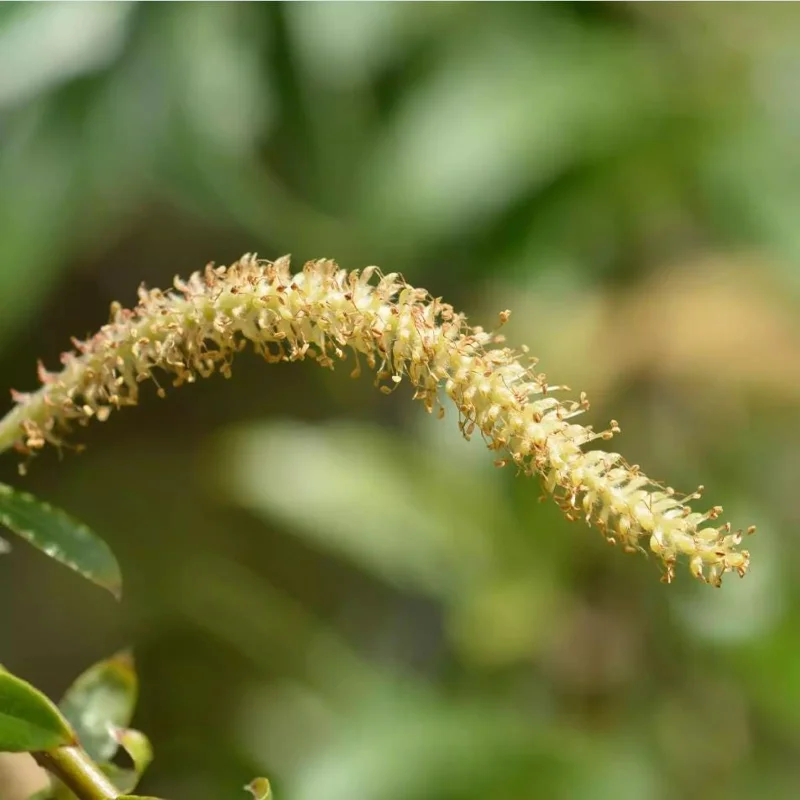 1 Weeping Willow Bare Root, Weeping Willow Tree Green, Salix Babylonica Bare Root Screening Tree, 10 to 20 Inch Tall, Ship No Pot 1 Weeping Willow Bare Root, Weeping Willow Tree Green, Salix Babylonica Bare Root Screening Tree, 10 to 20 Inch Tall, Ship No Pot - Image 7