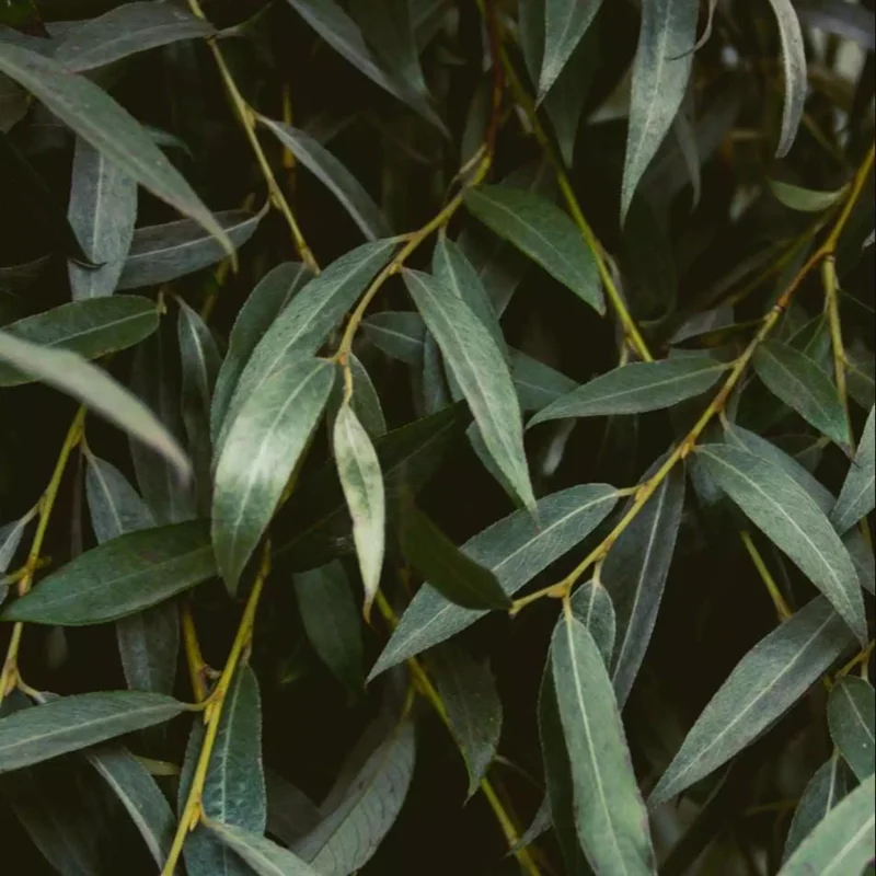 1 Weeping Willow Bare Root, Weeping Willow Tree Green, Salix Babylonica Bare Root Screening Tree, 10 to 20 Inch Tall, Ship No Pot 1 Weeping Willow Bare Root, Weeping Willow Tree Green, Salix Babylonica Bare Root Screening Tree, 10 to 20 Inch Tall, Ship No Pot - Image 8