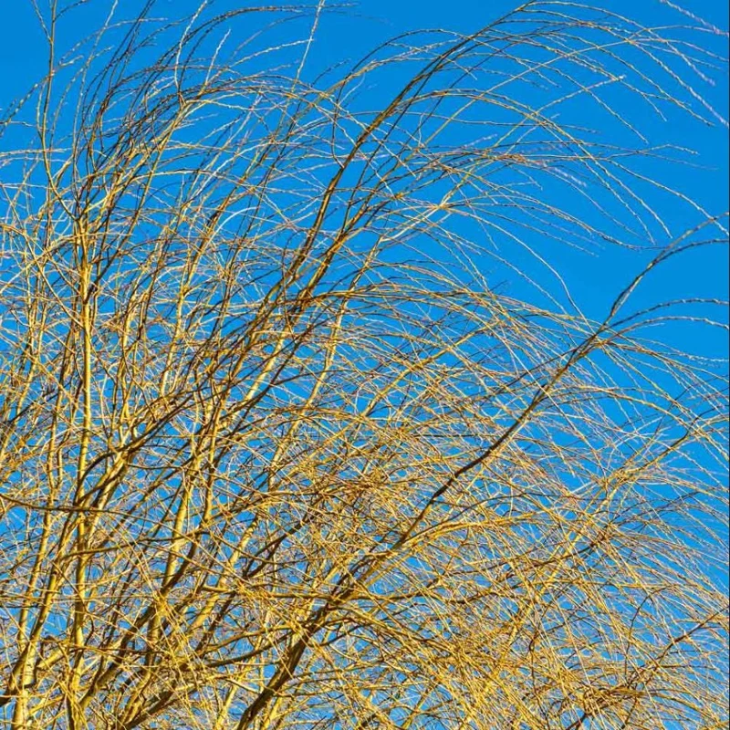 1 Weeping Willow Bare Root, Weeping Willow Tree Green, Salix Babylonica Bare Root Screening Tree, 10 to 20 Inch Tall, Ship No Pot 1 Weeping Willow Bare Root, Weeping Willow Tree Green, Salix Babylonica Bare Root Screening Tree, 10 to 20 Inch Tall, Ship No Pot - Image 9