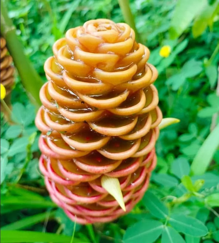 10 Awapuhi Shampoo Ginger Rhizomes - Zingiber Zerumbet Roots for Planting 10 Awapuhi Shampoo Ginger Rhizomes - Zingiber Zerumbet Roots for Planting - Image 5