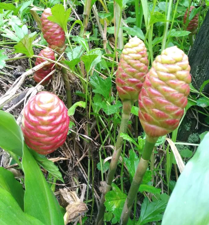 10 Awapuhi Shampoo Ginger Rhizomes - Zingiber Zerumbet Roots for Planting 10 Awapuhi Shampoo Ginger Rhizomes - Zingiber Zerumbet Roots for Planting - Image 6